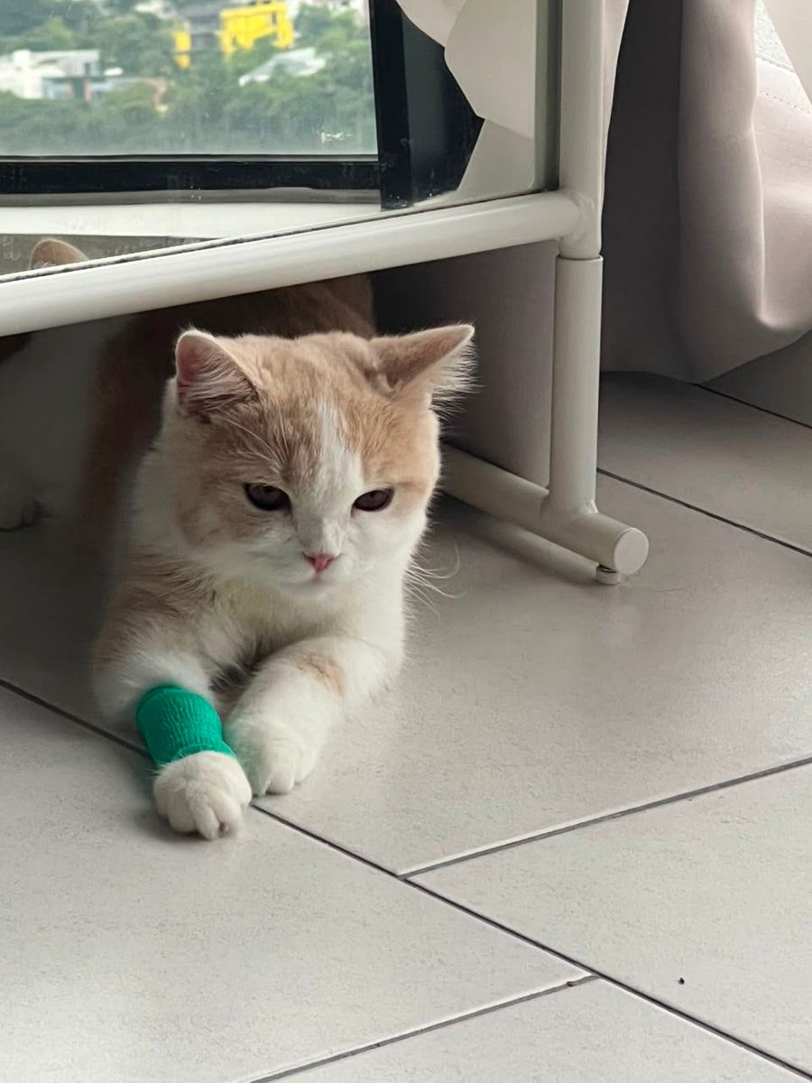 Meet Didi.